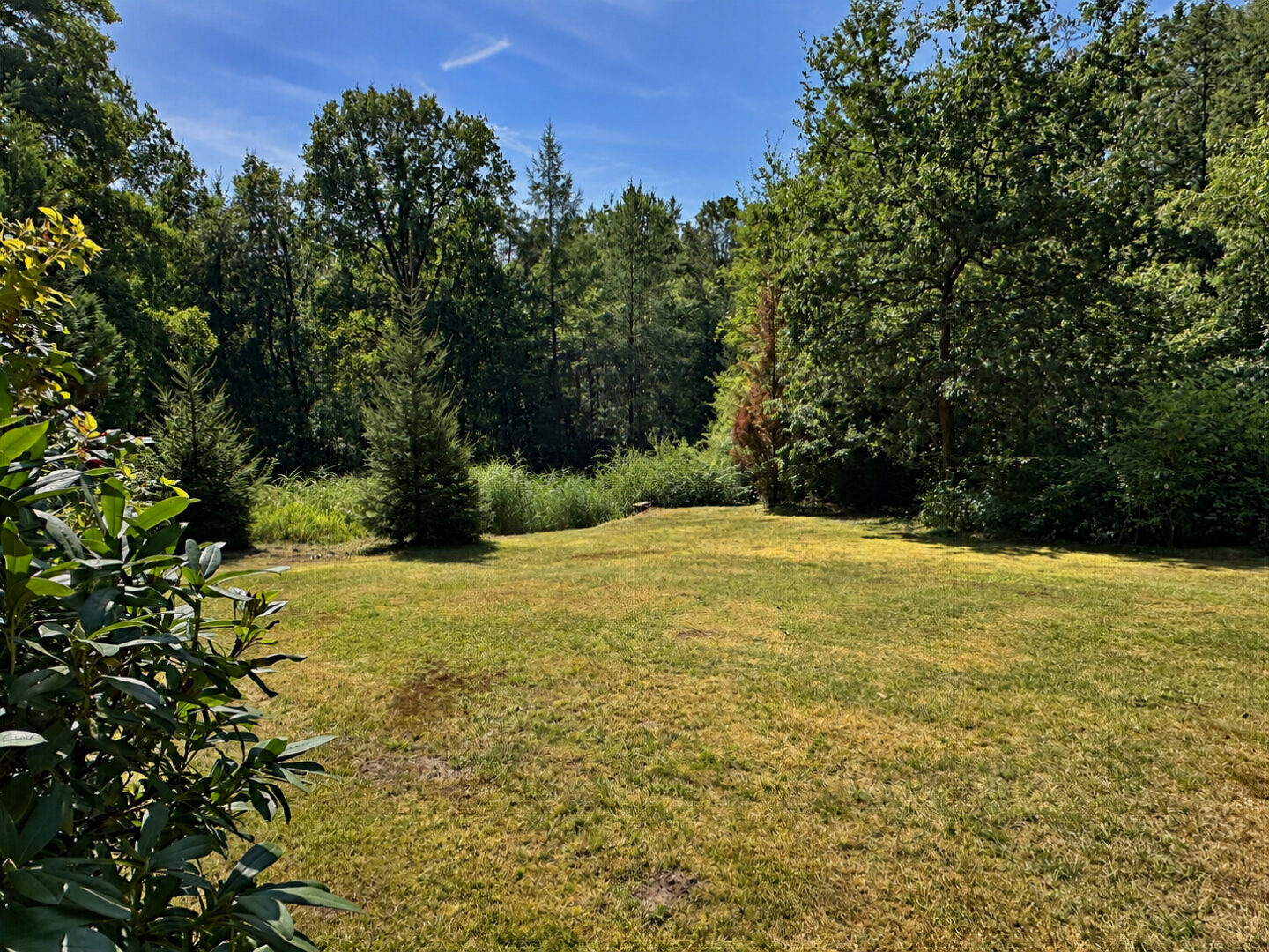 Seitlicher Garten
